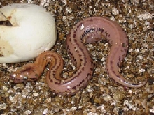 near patternless hatchling borneo stp
