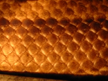 Borneo scales