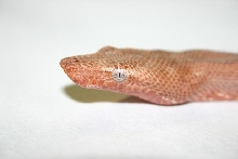 Candoia head shot