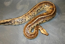 Python breitensteini or borneo short-tailed python