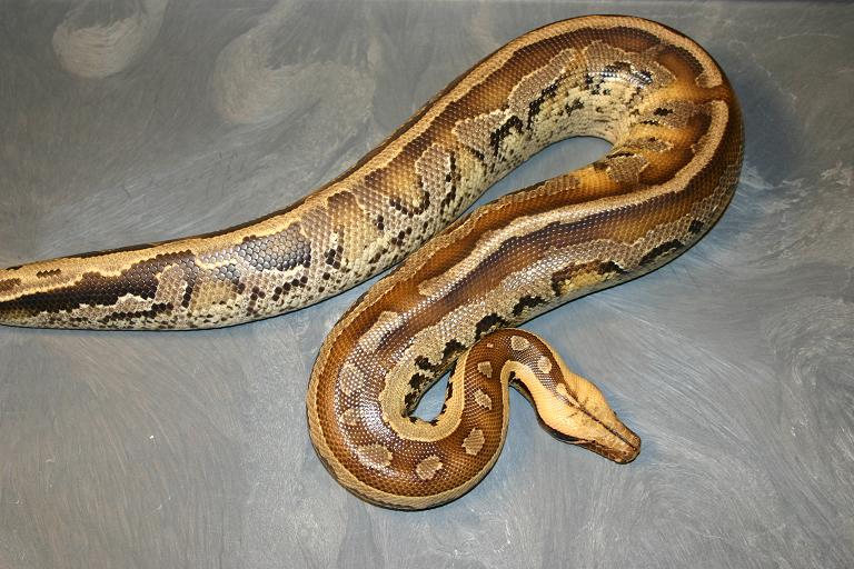 Python breitensteini or borneo short-tailed python