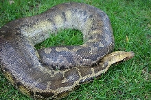 Large sarawak