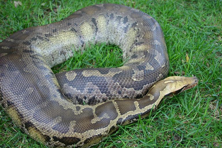 Large sarawak