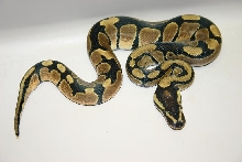 Genetic Reducted Pattern (GRP)