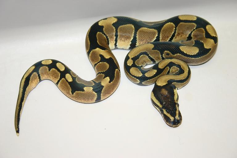 Genetic Reducted Pattern (GRP)