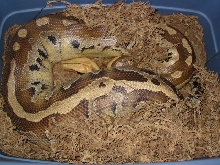 Gravid Borneo STP (Python breitensteini)