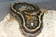 Short-tailed python