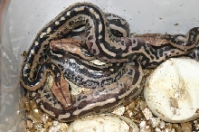 Group shot of Borneo Short-tailed pythons