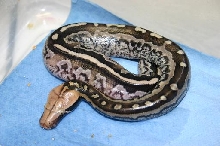 borneo Shorttailed python