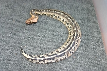 python breitensteini