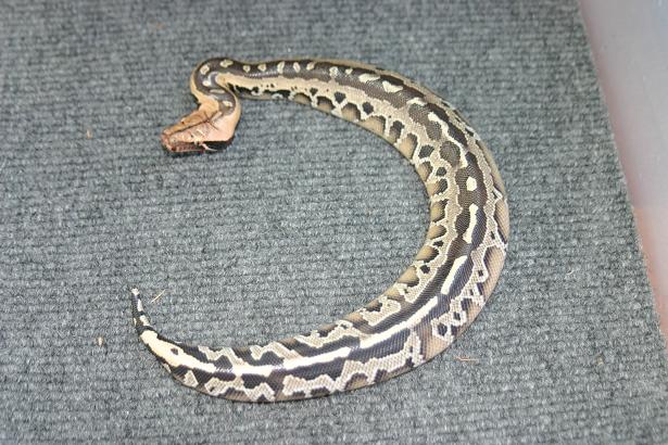 python breitensteini