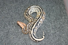 Python breitensteini