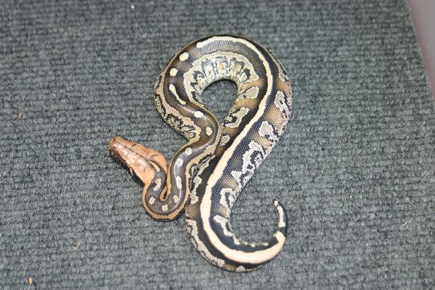 Python breitensteini