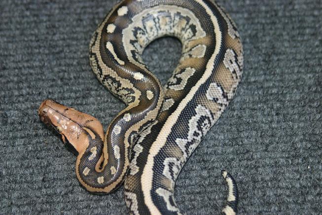 Python breitensteini