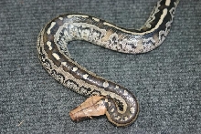 Python breitensteini