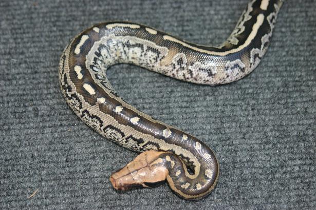 Python breitensteini