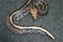 python breitensteini