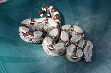 baby boa