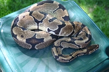 ball python - Genetic Reduced Pattern