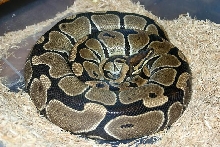 Gravid female from reduced patterned male