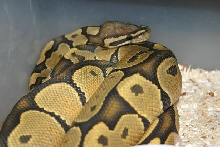 Orange Ghost Male