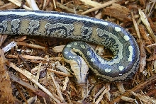 borneo short-tailed python