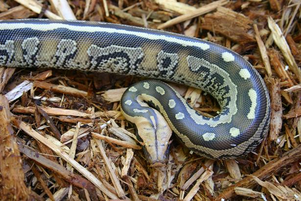 borneo short-tailed python