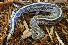 borneo short-tailed python