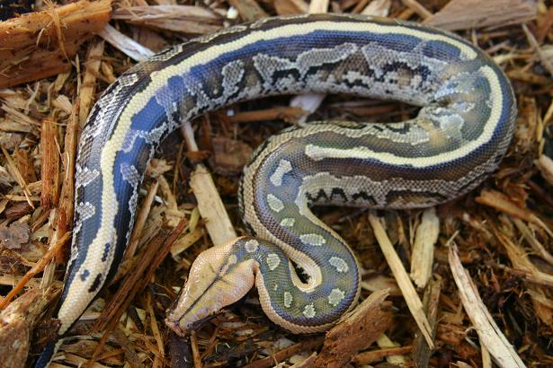 borneo short-tailed python