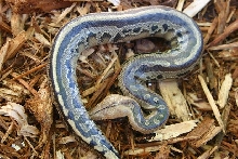 borneo short-tailed python