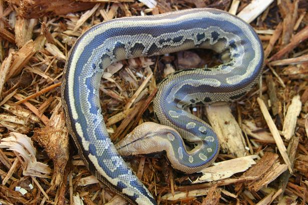 borneo short-tailed python