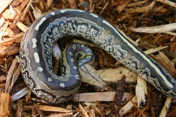 borneo short-tailed python