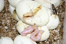Albino Ball Python hatching
