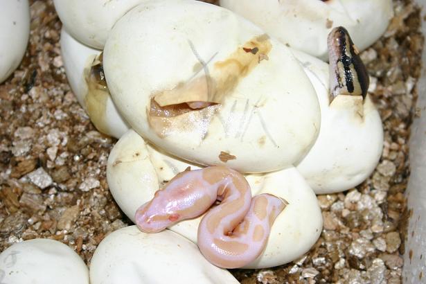 Albino Ball Python hatching