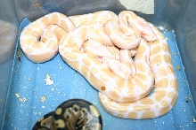 Albinos galore!