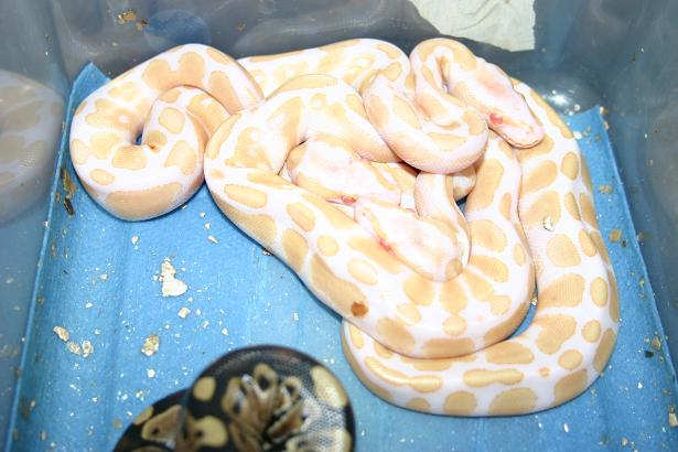 Albinos galore!