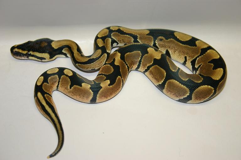 Genetic reduced male hatchling