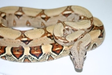 Keeper Boa Constrictor