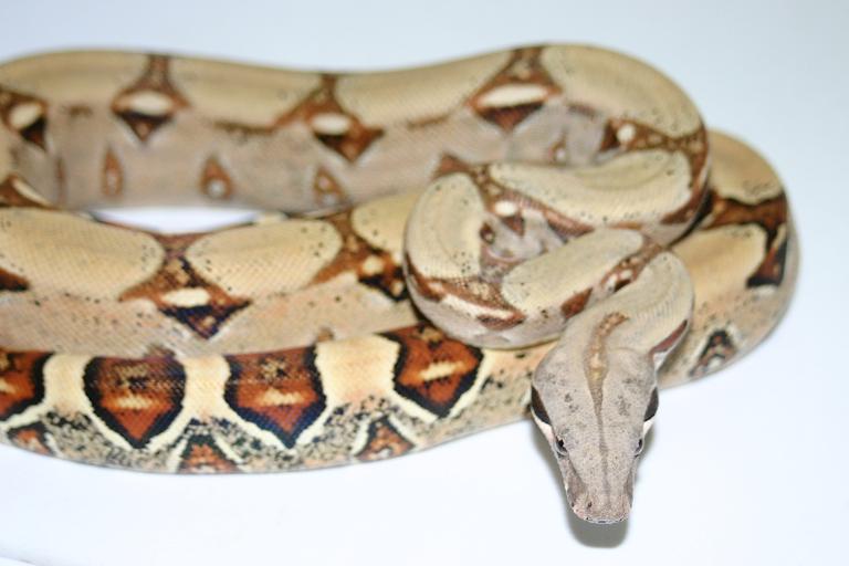 Keeper Boa Constrictor