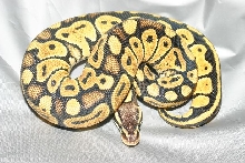 Pastel ball python