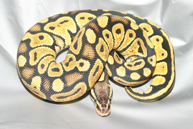 Pastel ball python