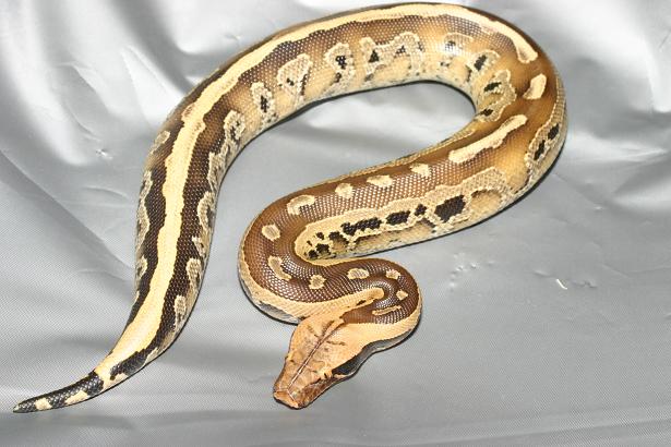 Borneo Short-tailed python