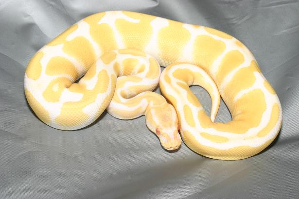 Albino ball python