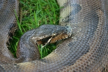 LeCour Dark Borneo