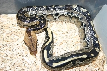 borneo short tailed python