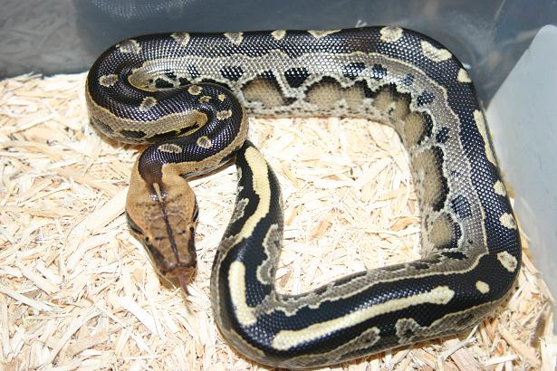 borneo short tailed python