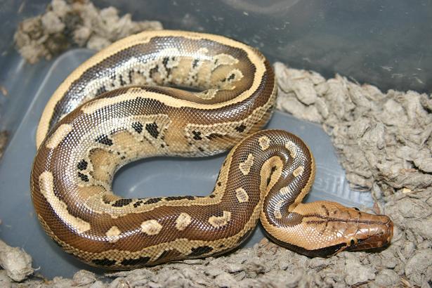borneo short tailed python