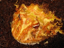 eight year old Pac Man frog