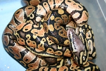 Pile of ball pythons