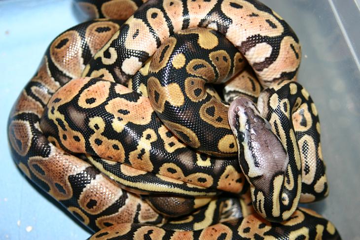 Pile of ball pythons